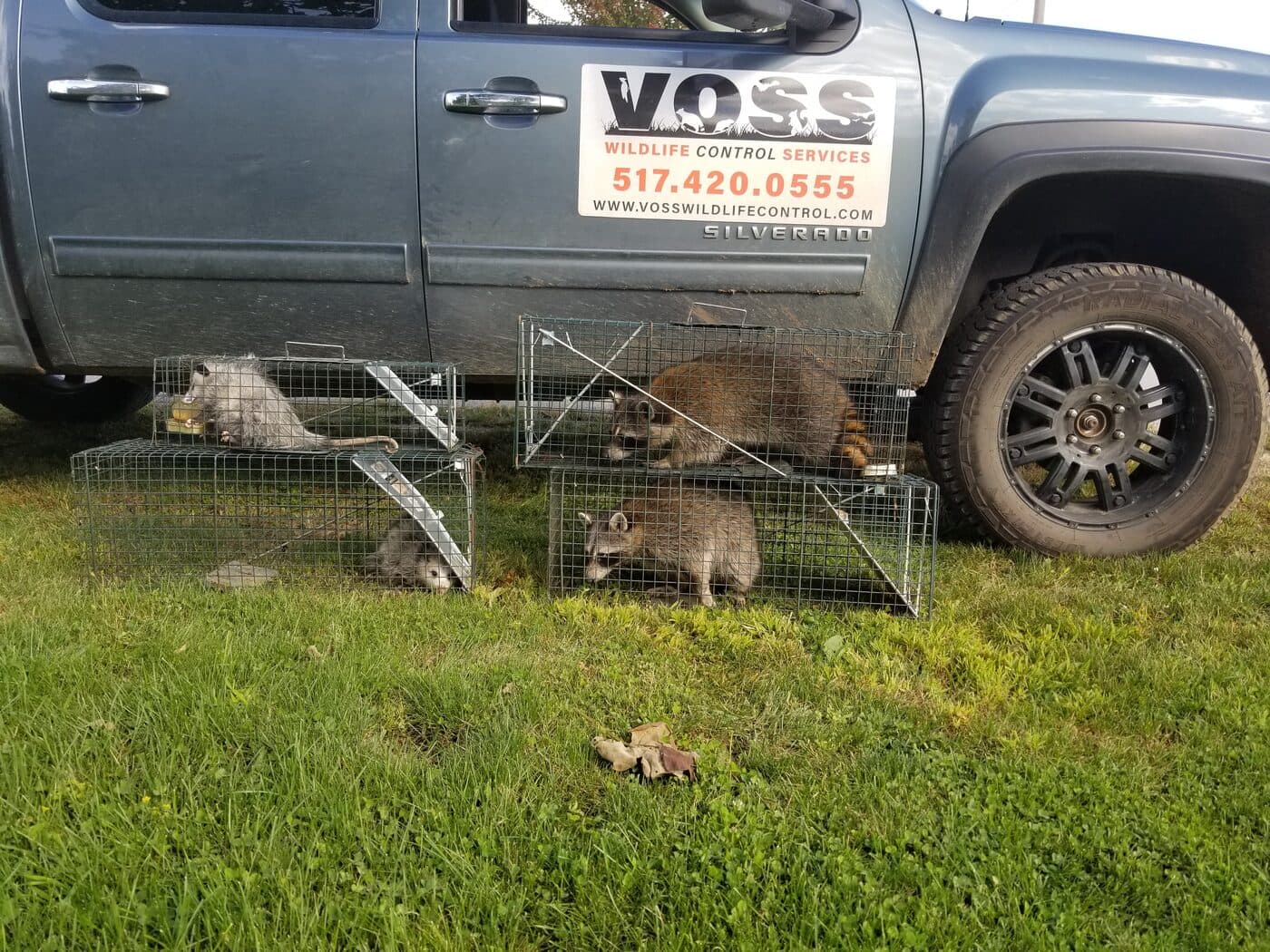 Raccoons in live traps on the lawn beside the Voss truck