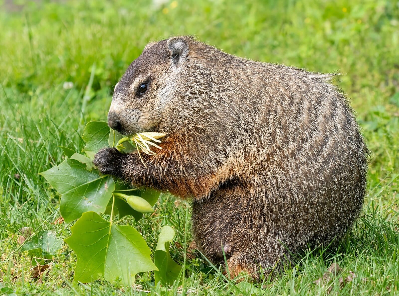 A groundhog eating leaves in a lawn