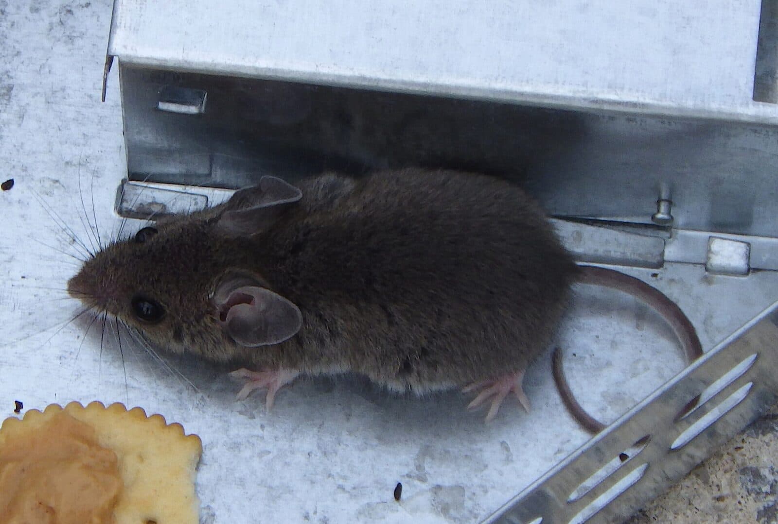 A house mouse