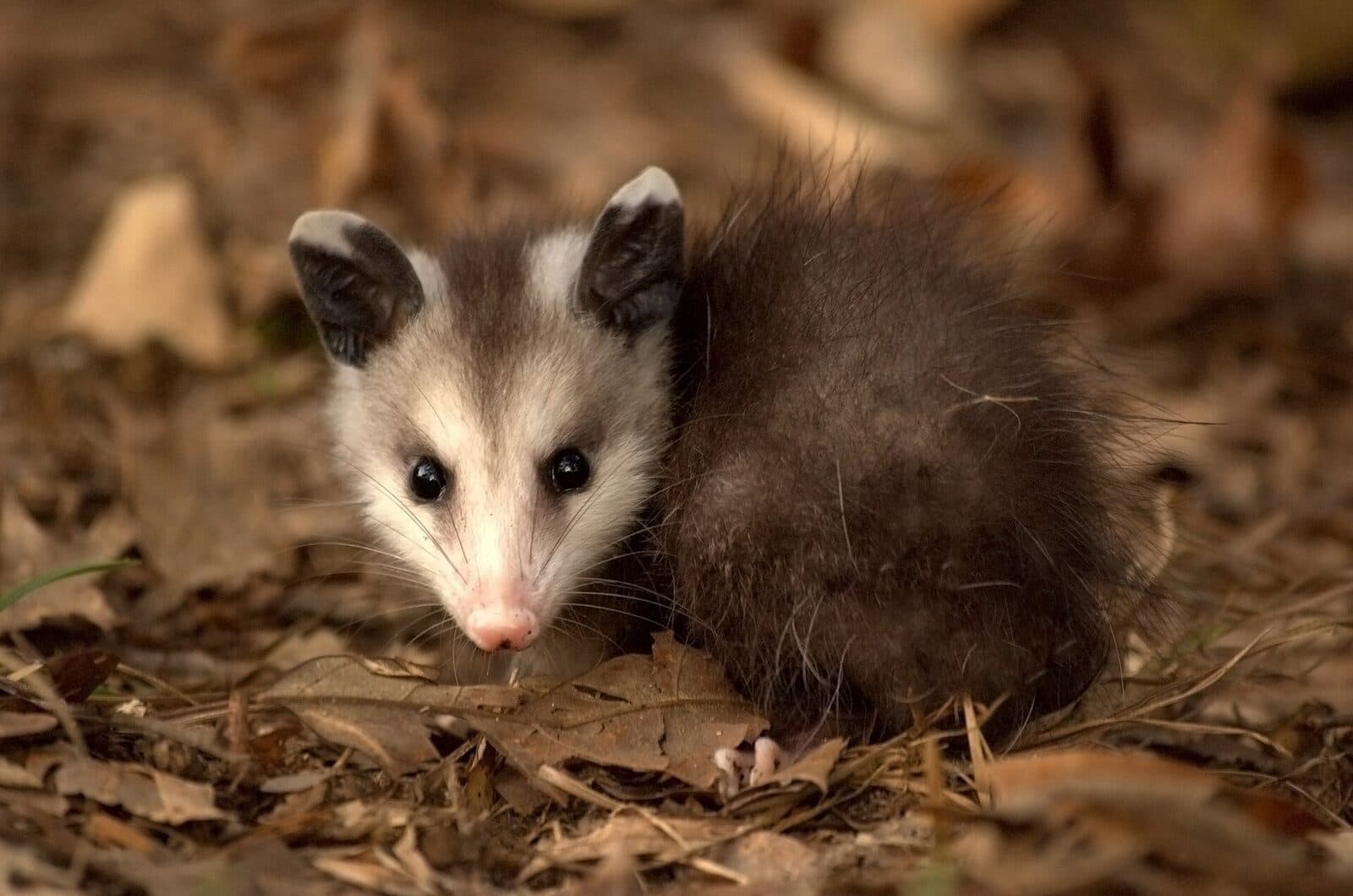 A young Virginia opossum among leaves